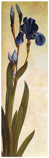 Das Aquarell von Albrecht Dürer stellt eine blaue Iris troiana dar.