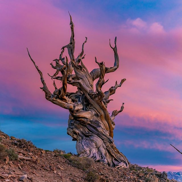 Foto di grosso tronco d'albero spoglio su terreno arido. 